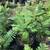 Jacaranda trees Purple rain 7 thumbnail