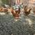 10 ISA browns Pullets High production 1 thumbnail