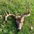 Indiana Exclusive Deer lease 160 acres 24 thumbnail