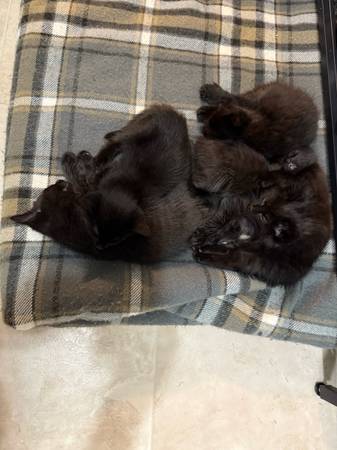 Black Kittens, Small Rehoming Fee (Zanesville)63856920804995121