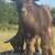 Nigerian Dwarf Goats 3 thumbnail