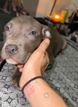 Puppies looking for their furever home (Ocala)
