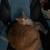 affectionate orange male tabby rehome 4 thumbnail