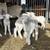 Registered St Croix Ewe Lambs 5 thumbnail