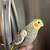 cockatiels 1 thumbnail