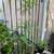 Chinese Pistache tree 1 thumbnail