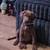 9 week old chocolate lab 2 thumbnail