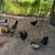 6 hens (7 months) 1 thumbnail