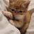 Exotic shorthair 14 thumbnail
