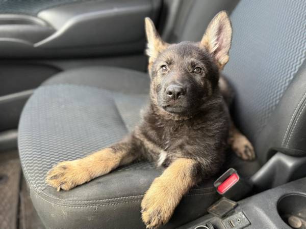 German Shepherd p u p s 1