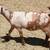 PET Boer doeling 2 thumbnail