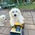 Re-homing small white Dog 1 thumbnail
