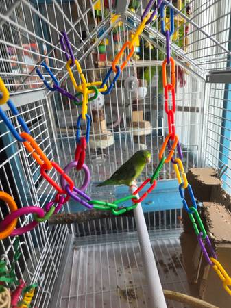 Rehoming female parrotlet599584080219361281