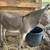 Mini jack donkey 3 thumbnail