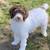 Mini Labradoodles 2 thumbnail