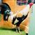 Gallos, Roosters, gamefowl 4 thumbnail