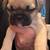 Frug(frenchy/pug) puppies 3 thumbnail