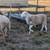 Katahdin rams 1 thumbnail