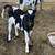 3 Calves 2 thumbnail