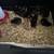 Cute chicks! 2 thumbnail