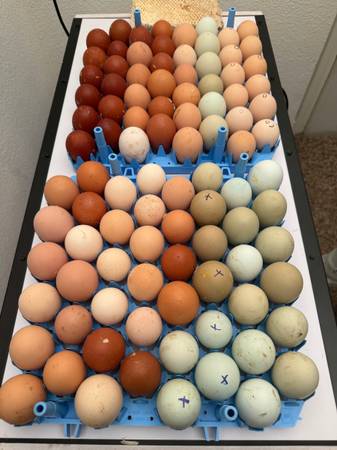 Rainbow Egger chicks 1