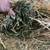 Alfalfa third cut 2 thumbnail