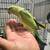 Rosellas & Ringnecks 5 thumbnail