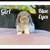 Holland Lop Bunnies 7 thumbnail