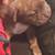 8 week American bully puppies looking for their forever homes! 3 thumbnail