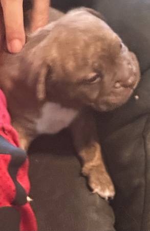 8 week American bully puppies looking for their forever homes!64038442793091122