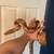 Boa constrictor morphs 3 thumbnail