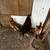 Selling chickens/rooster 16 thumbnail