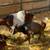 Boer x Nubian 5 month male buckling Goat 4 thumbnail