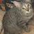 Kittens 4 thumbnail