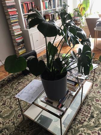 Monstera plant for sale 1