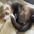Rehoming Ferrets 5 thumbnail