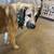 Ridgeway- LOST DOGS (Mastiff/ German Shepherd) 5 thumbnail