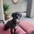 🐕🐈🦜Pet Sitting Services- My house or Yours! 13 thumbnail