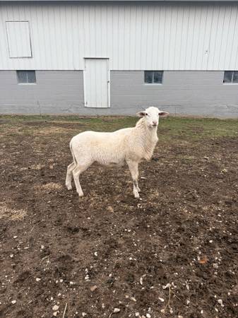 Male Sheep - Katahdin 1
