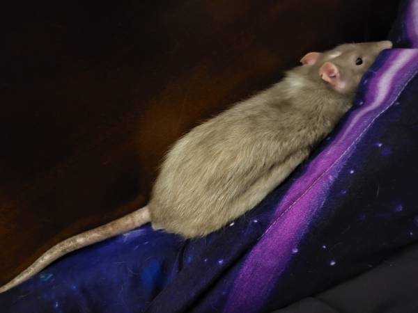 Solo ratas como mascotas (Whitewater)