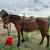 6 yr old Mustang Gelding For Sale 1 thumbnail
