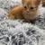 Kitten for sale 5 thumbnail