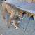 Dogs 12 thumbnail