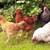 FARM FRESH EGGS ~buy at the farm~ 2 thumbnail