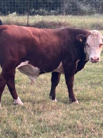 Hereford bull 1