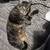 Dogwalker/Overnight Housesitting - Beloved dog & cat whisperer, is me! 10 thumbnail