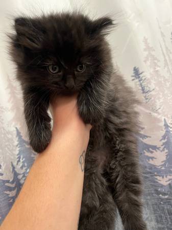 Lon haired kittens63847368733571122