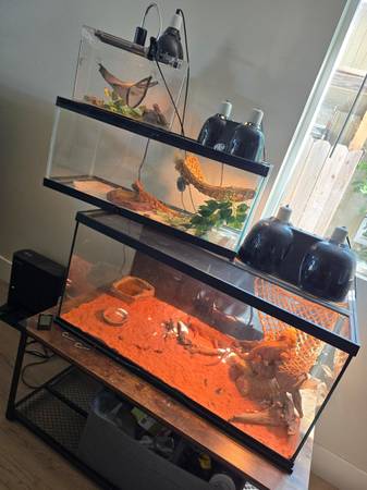 4 Red Bearded Dragons 1