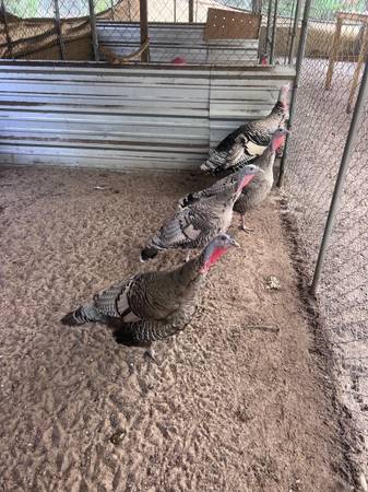 Narragansett turkeys 1