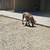 Belgian malinios pup 3 thumbnail